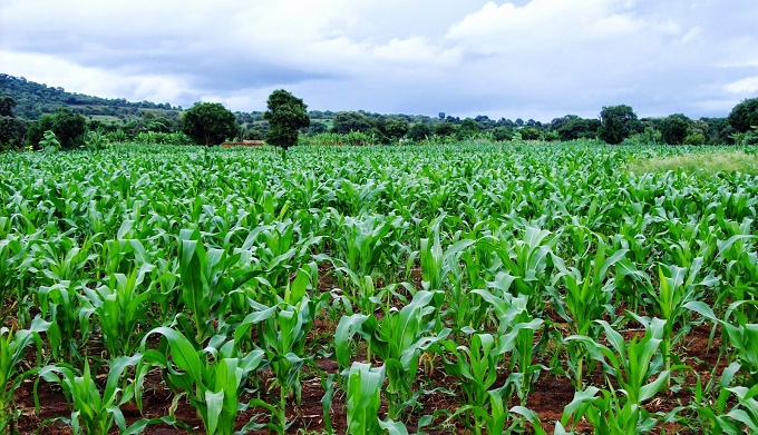 Jigawa explains how it protects farmers, targeting 50% of rice, wheat supply